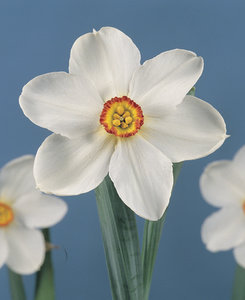 Narcis Recurvus 