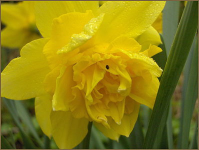 Narcis Dick Wilden