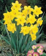 Narcis Geel Gemengd 