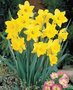 Narcis-Geel-Gemengd