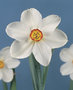 Narcis-Recurvus