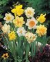 Narcis-Gemengd