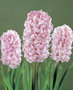 Hyacint Roze