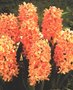 Hyacint-Oranje
