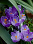 Crocus-Flower-Record
