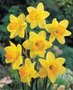 Narcis-Fortune