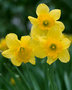 Narcis Carlton