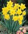 Narcis Geel Gemengd _1