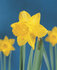 Narcis Geel Gemengd _1