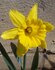 Narcis Geel Gemengd _1