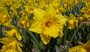 Narcis Geel Gemengd _1