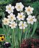 Narcis Recurvus _1