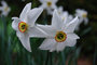 Narcis Recurvus _1