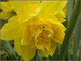 Narcis Dick Wilden_1