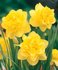Narcis Dick Wilden_1